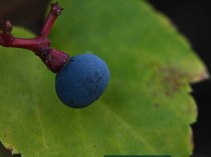 Об'єктив Sigma/NIKON 150mm 1:2.8 APO macro EX DG HSM Київ - фото 1