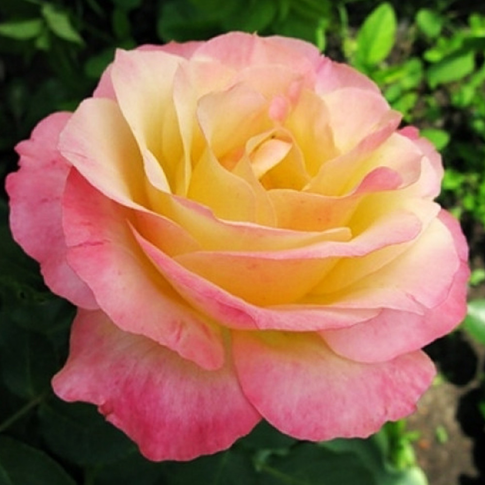 Саджанці чайно-гібридних троянд Глорія (привитий) Чернівці - фото 1