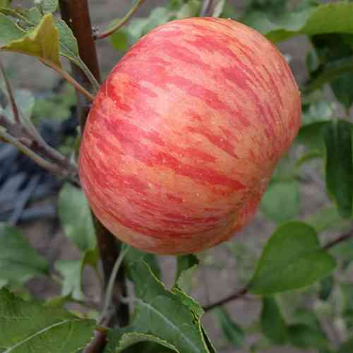 Саджанці яблуні Медова (привитий) - 1-річний Чернівці