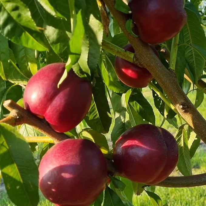 Саженцы нектарина Экстрим Ред (привитый) - 2-летний Черновцы - изображение 1