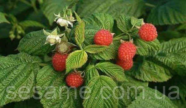 Малина обыкновенная лист (пак/50грамм) Харьков - изображение 2