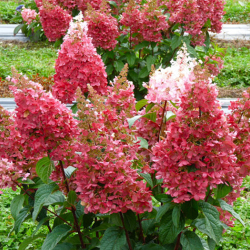 Саджанці гортензії Пінкі-Вінкі (черенкований) - 1-річний Чернівці - фото 1