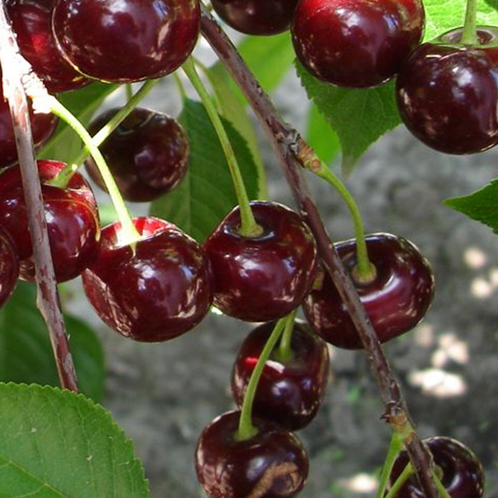 Саженцы вишни Нефрис (привитый) - 1-летний Черновцы - изображение 3