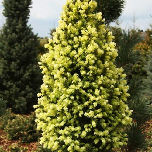 Саженцы ели канадской Сан Он Зе Скай (черенкованный) - 2-летний Черновцы - изображение 1