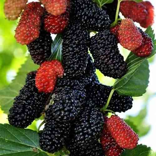 Саджанці шовковиці Королівська (привитий) - 1-річний Чернівці