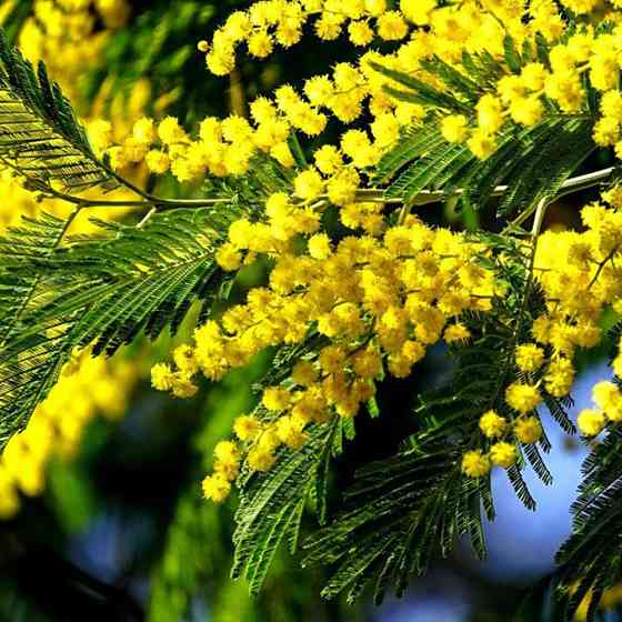 Саженцы мимозы Acacia Dealbata Черновцы