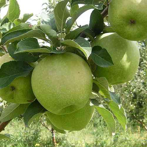 Саженцы яблони Гренни Смит (привитый) - 1-летний Черновцы