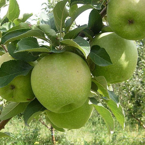 Саженцы яблони Гренни Смит (привитый) - 1-летний Черновцы - изображение 1