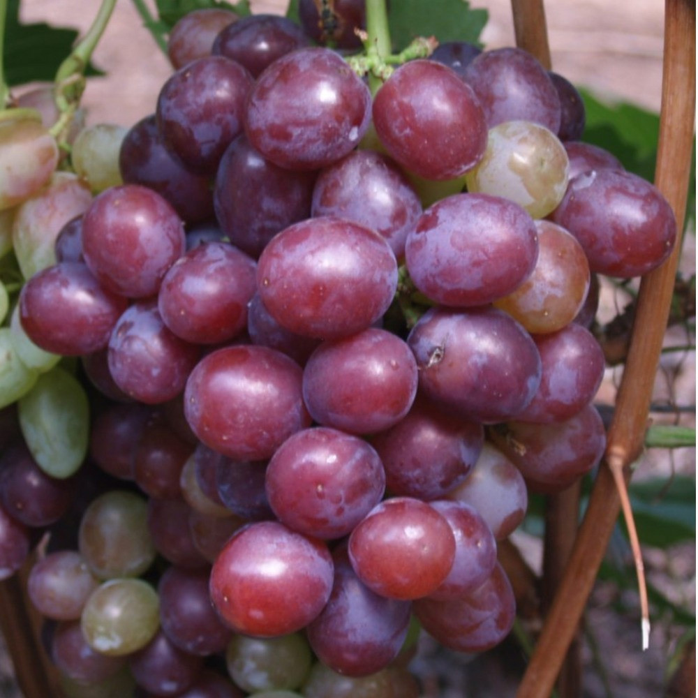 Саджанці винограду Сенатор (черенкований) - 2-річний Чернівці - фото 1