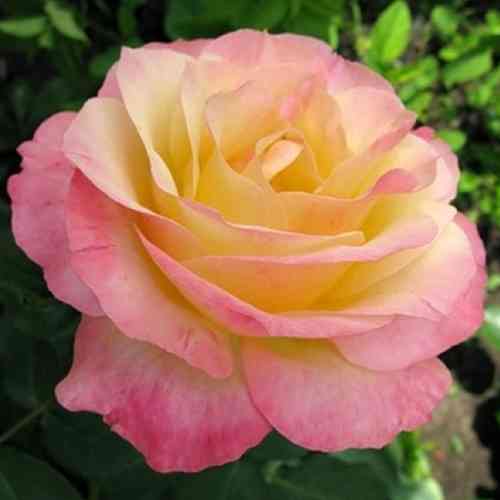 Саджанці троянд Піс (привитий) - 2-річний Чернівці