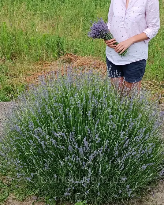 Трехлетние саженцы лаванды английской , сформированные кусты до 40 см Ирпень - изображение 5