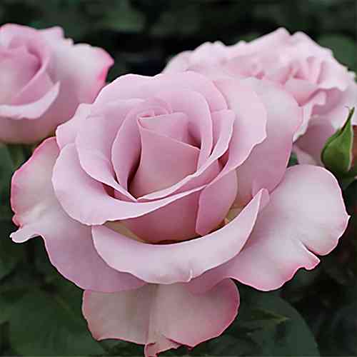 Саджанці троянд Інтернешнл Геральд Трібюн (привитий) - 2-річний Чернівці