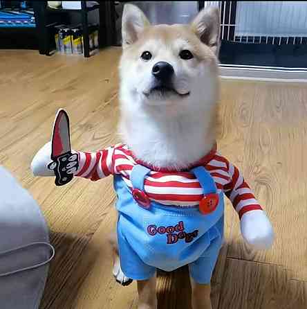 Костюм для домашніх тварин Чакі L на Хелловін різнокольоровий Київ