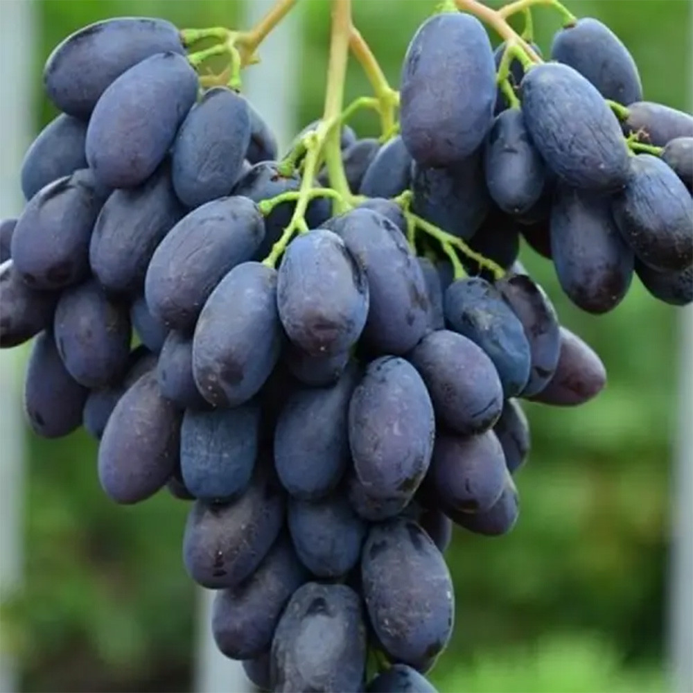 Саженцы винограда Каталония (черенкованный) - 2-летний Черновцы - изображение 2