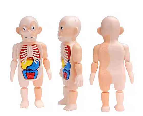 Модель анатомії тіла людини 3 D пазл навчальна іграшка для дітей 23 см різнокольоровий Київ