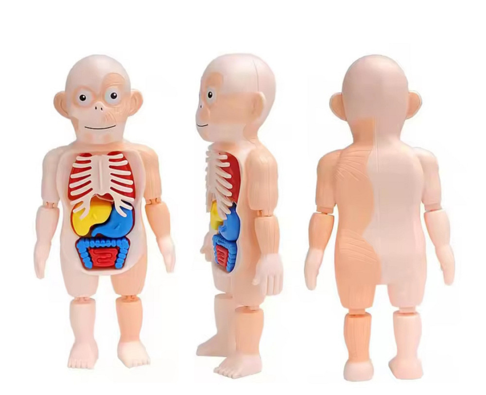 Модель анатомії тіла людини 3 D пазл навчальна іграшка для дітей 23 см різнокольоровий Київ - фото 3