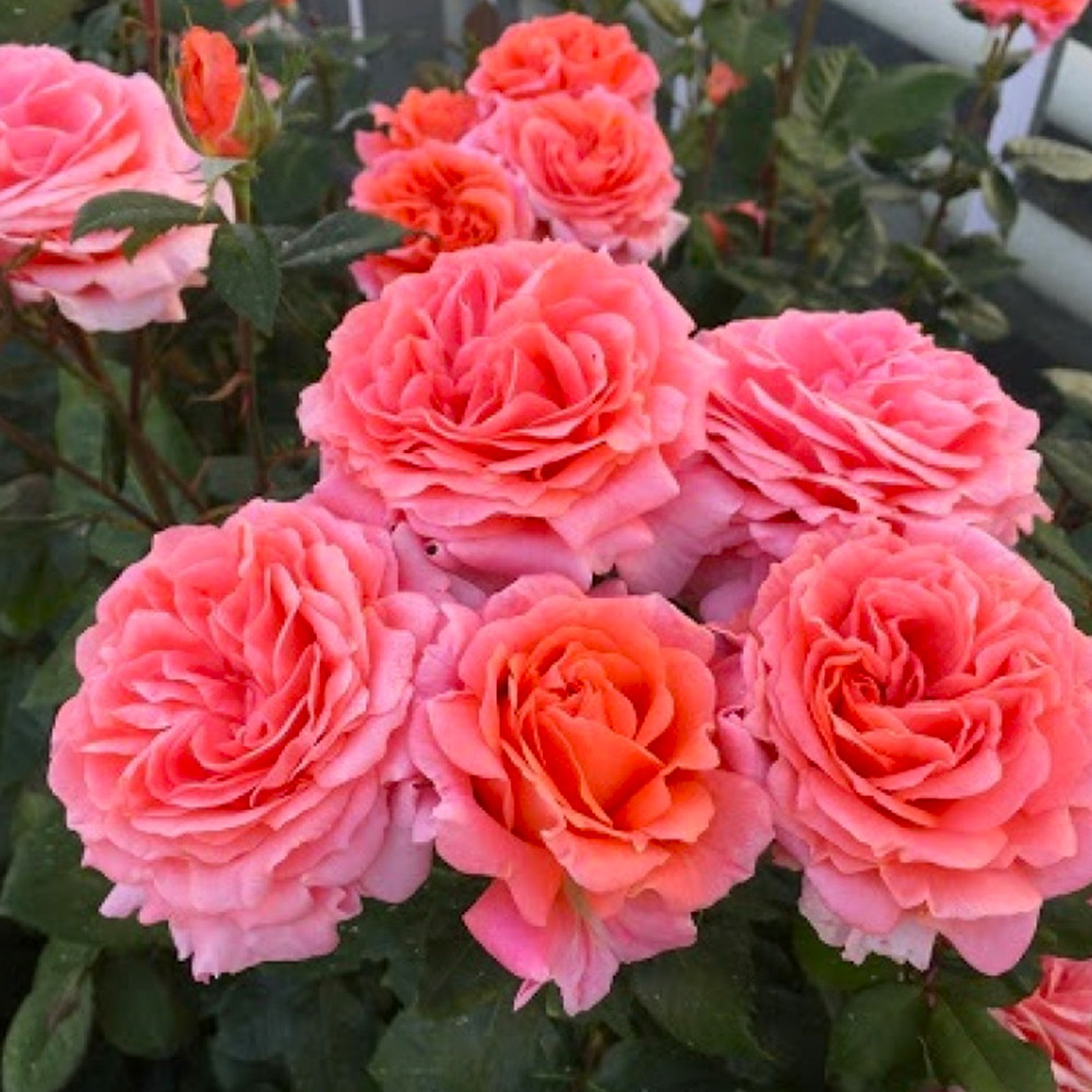 Саджанці чайно-гібридних троянд Амур де Молен (привитий) Чернівці - фото 3