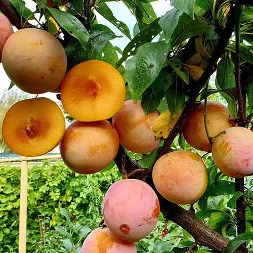 Саженцы диплоидной сливы Байрон Голд (привитый) - 2-летний Черновцы