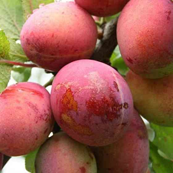 Саджанці сливи Опал (привитий) - 1-річний Чернівці