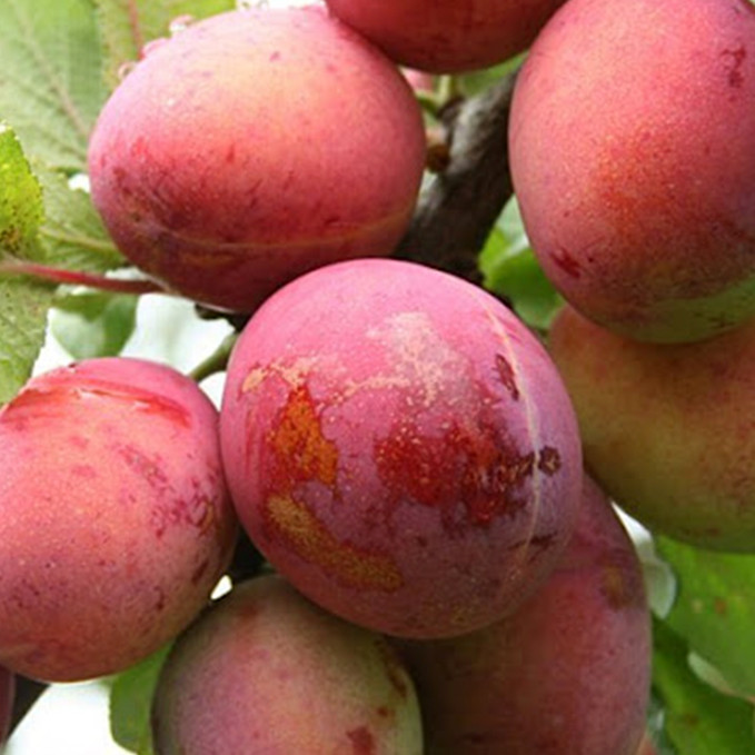 Саджанці сливи Опал (привитий) - 1-річний Чернівці - фото 1