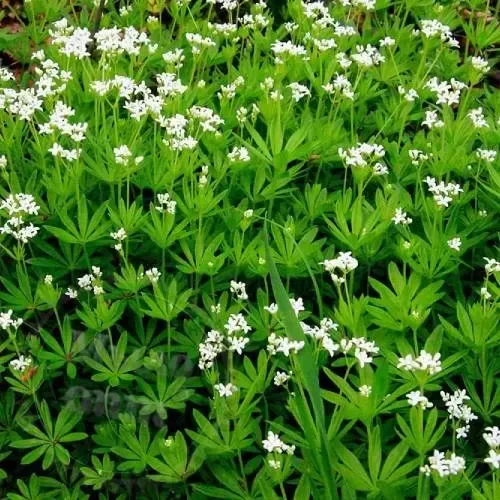 Ясмінник (Маренка), 100г master sem Киев - изображение 1