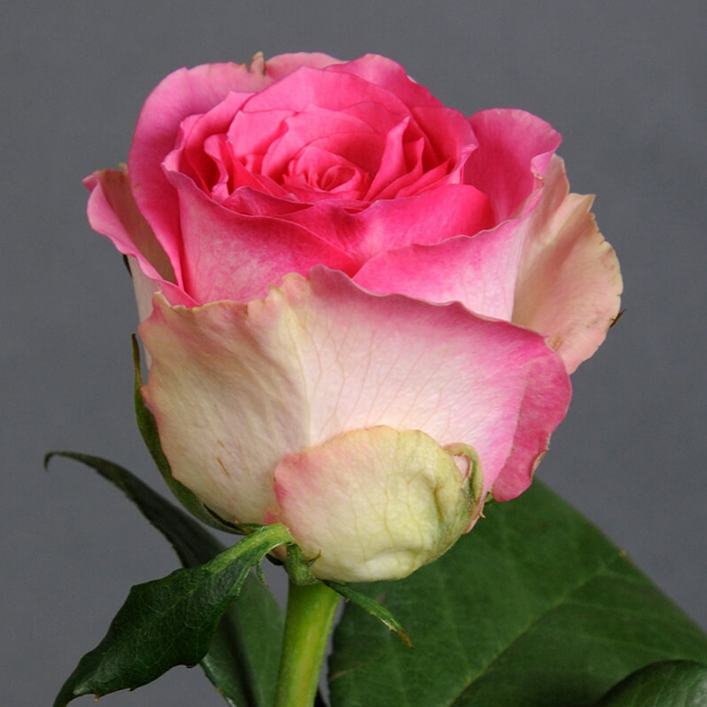 Саджанці чайно-гібридних троянд Малібу (привитий) Чернівці - фото 3