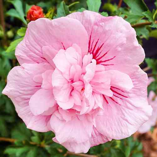 Саджанці гібіскусу Пінк Шифон (черенкований) - 1-річний Чернівці