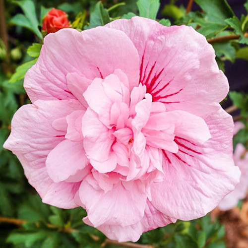 Саджанці гібіскусу Пінк Шифон (черенкований) - 1-річний Чернівці - фото 1