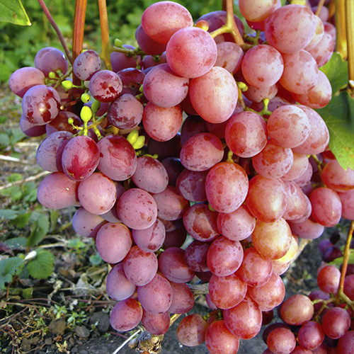 Cаджанці винограду Кишмиш Аксайський (черенкований) - 2-річний Чернівці - фото 1