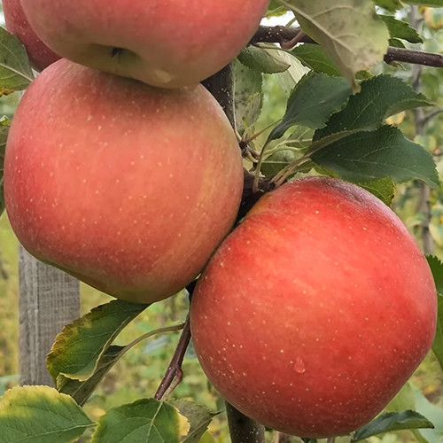 Саженцы яблони Ред Чемпион (привитый) - 1-летний Черновцы - изображение 1