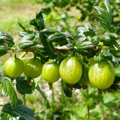 Саджанці агрусу Малахіт (черенкований) - 2-річний Чернівці