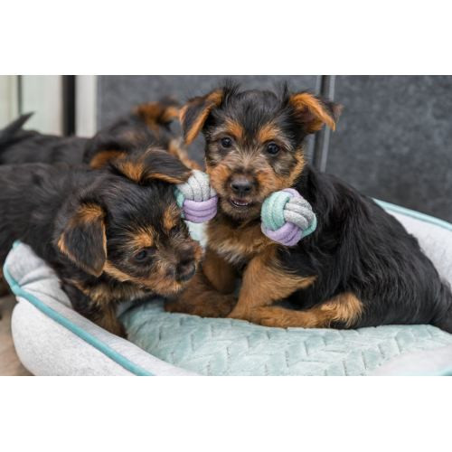 Іграшка Trixie Junior Rope Dumbbell для цуценят Гантель з канатом котон 15 см Київ - фото 4