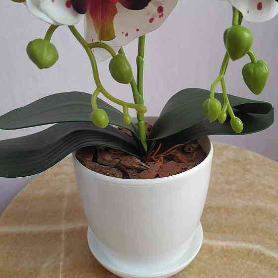 Штучна латексна міні орхідея в білому пластиковому кашпо на дві гілки біла в бордову крапку Дніпро