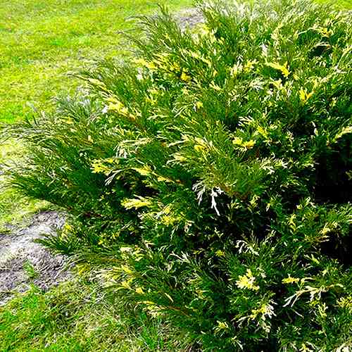 Саженцы можжевельника Юниперус Сабина Вариегата (черенкованный) - 3-летний Черновцы