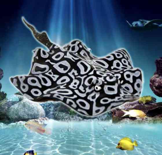 Скат для акваріума штучний силіконовий та люмінесцентний в темноті світяться декор в акваріум розмір 16*9 см чорний Київ