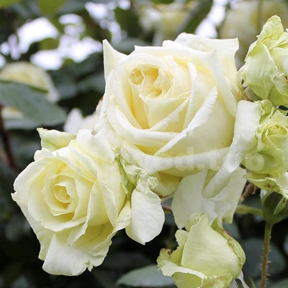 Саджанці плетистих троянд Ельф (привитий) Чернівці - фото 2