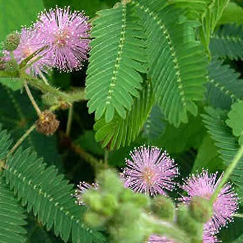 Cаджанці мімози Сором'язлива - 1-річний Чернівці - фото 1