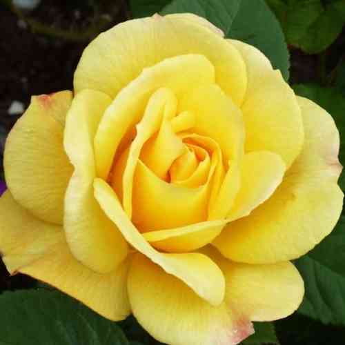 Саджанці троянд Артур Белл (привитий) - 2-річний Чернівці