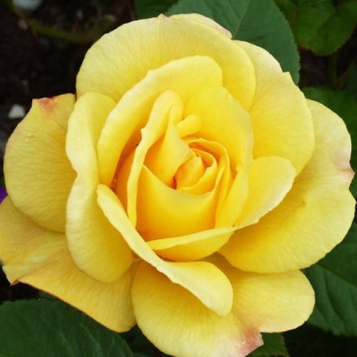 Саженцы роз Артур Белл (привитый) - 2-летний Черновцы - изображение 1