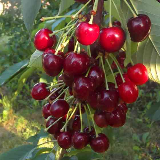 Саджанці черешні Китаївська Чорна (привитий) - 2-річний Чернівці