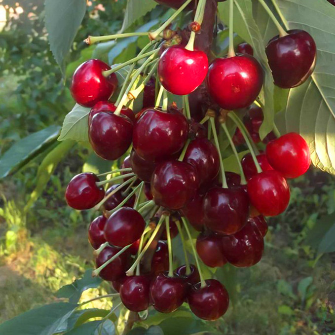 Саджанці черешні Китаївська Чорна (привитий) - 2-річний Чернівці - фото 1