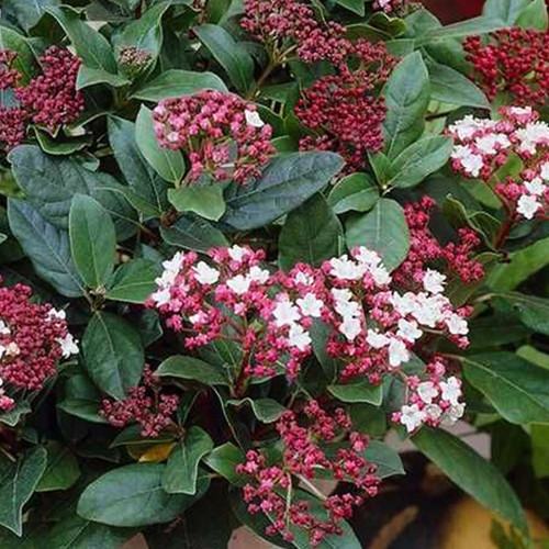 Саджанці калини Вічнозелена (черенкований) - 1-річний Чернівці - фото 1