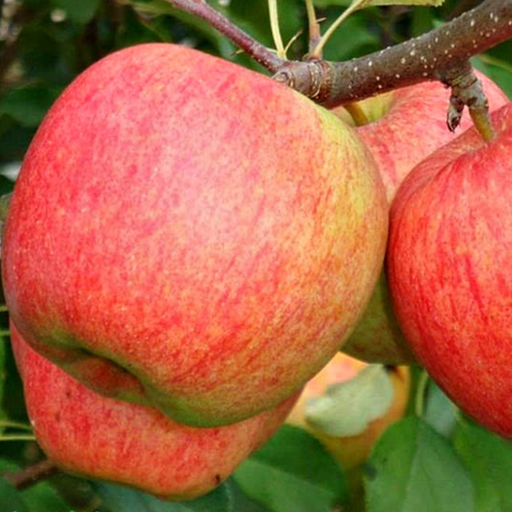 Саженцы яблони Целесте (привитый) - 1-летний Черновцы - изображение 2