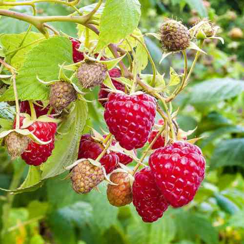 Саджанці малини Надія (черенкований) - 1-річний Чернівці