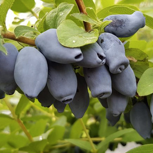 Саджанці жимолості Медова Бджілка (черенкований) - 3-річний Чернівці - фото 1