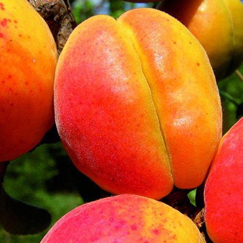 Саженцы абрикоса Петит Мускат (привитый) - 1-летний Черновцы - изображение 1