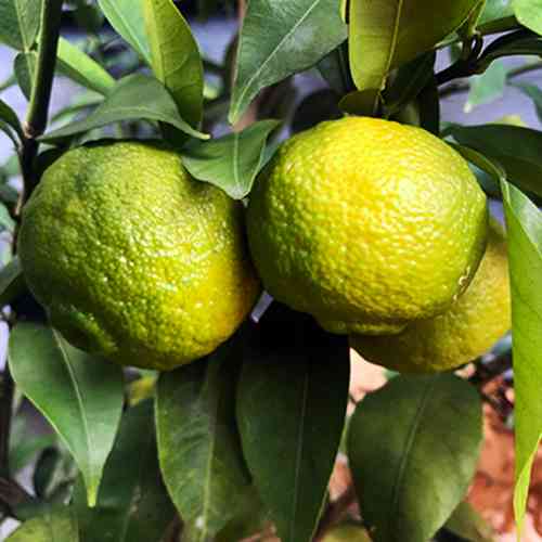 Саженцы лимона Юдзу (черенкованный) - 1-летний Черновцы