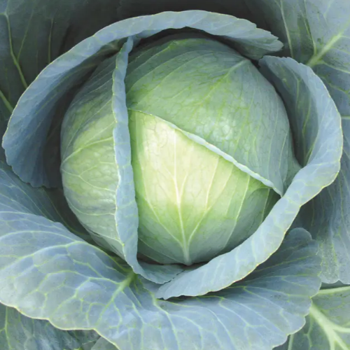 Капуста Галаксі F1 для квашення 20шт Професійне насіння Житомир