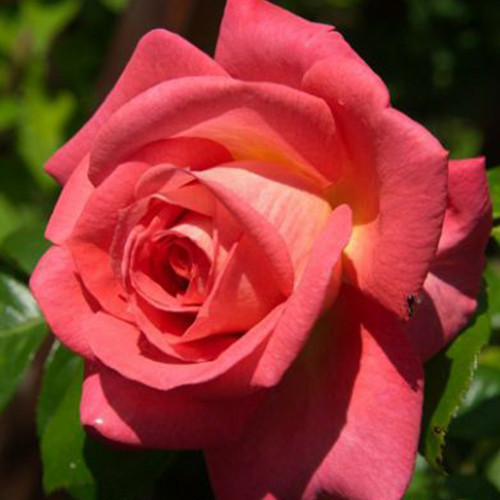 Саджанці троянд Шогун (привитий) - 2-річний Чернівці - фото 1