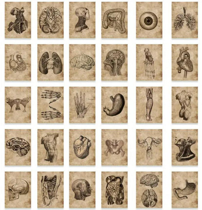Винтажные анатомические наклейки 